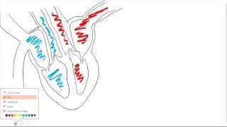 Heart structure and cardiac cycle [upl. by Carleen]