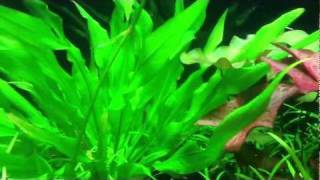 Otocinclus Catfish Spawning Behavior [upl. by Nawak]