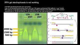 Recombinase Polymerase Amplification RPA Troubleshooting [upl. by Milena]