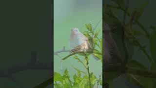 Chorus of Birds A Symphony of Diverse Calls birds birdvoices youtubeshorts [upl. by Nerret]