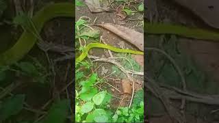 Green mamba snake [upl. by Relyt769]