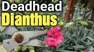 How to Deadhead Dianthus  Gardening for Beginners [upl. by Yesor363]