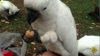 Sulphur Crested Cockatoos and Rainbow Lorikeets at the Royal Botanical Gardens of Sydney [upl. by Yrotciv]