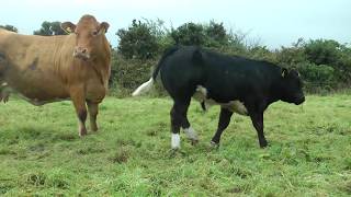 Belgian Blue Limousin amp Simmental AI Progeny [upl. by Philipa]