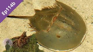 Ep114b Horseshoe Crabs [upl. by Isnyl]