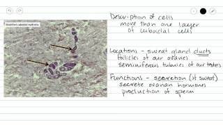 Stratified Cuboidal Epithelium [upl. by Yeuh]