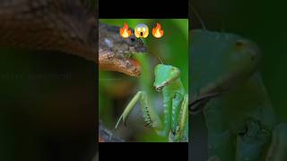 🔥Mantis Vs Lizard🔥 [upl. by Najib]