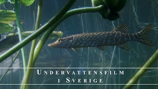 Snorkling i Smålands Sjöar [upl. by Suertemed767]