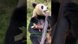 Pandas eat bamboo shoots Collection of 6 [upl. by Anevad]