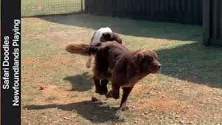 Newfoundland dogs playing at Safari Doodles NewfyPoo parents [upl. by Nnylorac]