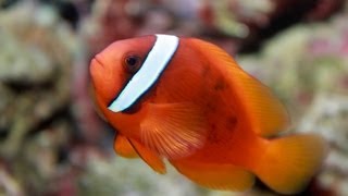 Amphiprion frenatus  Tomato clownfish  Клоун Томатный [upl. by Lockhart]