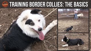 Training Border Collies The Basics [upl. by Kariotta]