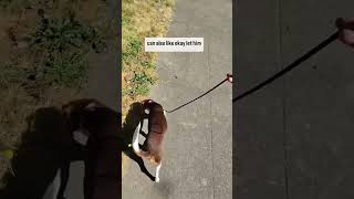 How to train your dog Holding the leash dogtrainingtips dogtraining dogtrainingbasics [upl. by Andersen]