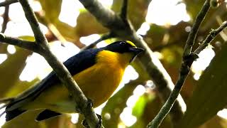 Yellowthroated Euphonia singing  Rancho Naturalista dec 2022 [upl. by Charlene60]