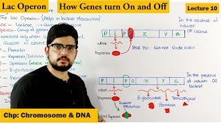 Regulation of gene Expression  Lac Operon  Lecture 10 [upl. by Erbes]