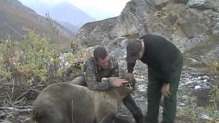 Alaska Grizzly Bear Dall Sheep Caribou amp Black Bear hunts  Kill Shots [upl. by Pierce743]