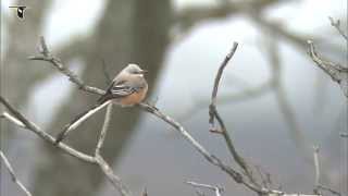 Scissortailed Flycatcher [upl. by Ocirrej]