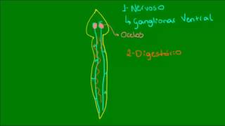 Classe Turbellaria dos Platelmintos  Zoologia  Biologia [upl. by Baptista]