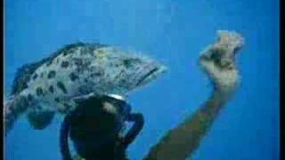 Cousteau diver waltz with Jojo the Grouper [upl. by Astera]