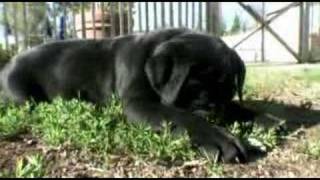 Cane corso allevamento [upl. by Llerdna346]