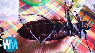 Top 10 Massive Insects That Are Actually Real [upl. by Margaretha]