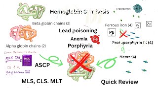 Sideroblastic anemia Lead Poisoning Anemia Porphyrias and More [upl. by Nahraf395]