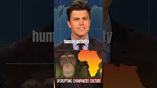 “WEEKEND UPDATE JOKE SWAPquot CHIMPANZEE CULTURE COLIN JOST😂😱shortssaturdaynightlive viraltrending [upl. by Enelcaj917]