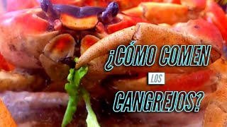 ¿ CÓMO COMEN los Cangrejos [upl. by Deehsar]