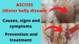 Water belly Ascites cause signs and symptoms prevention and treatment in chicken [upl. by Rikahs919]