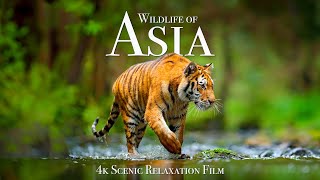 Wildlife of Asia 4K  Scenic Animal Film With Inspiring Music [upl. by Veal]