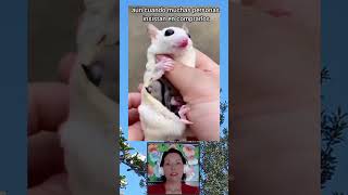 Sugar glider y sus crías shorts curiosidades naturaleza animales sabiasque planeador [upl. by Fish]