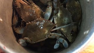 Catch And Cook GIANT Blue Crab the fastest and cheapest way [upl. by Auqeenahs84]