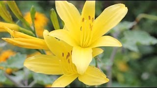 Hemerocallis minor  Taglilie Day Lily [upl. by Ellehcam]