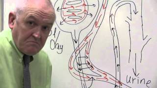 Renal System 13 Peritubular capillaries [upl. by Eelam]