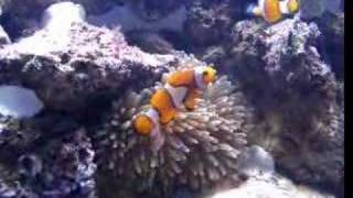 clown fish amp anemone [upl. by Brok]