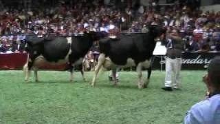 International Holstein Show Aged Cows [upl. by Oliric164]