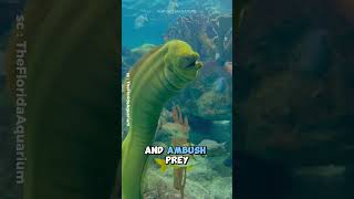 Moray Eel  The Coolest predator In The Ocean shorts [upl. by Lebasi426]