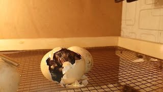 Hens Egg Hatching Have you ever seen a Chicken Hatch [upl. by Yeltnarb]