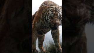 Shere Khan 2016 vs Smilodon Populator animals shorts dinosaur explore curiosidades [upl. by Walburga814]