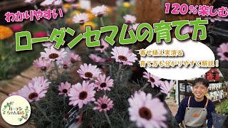 【わかりやすい】ローダンセマムの育て方と楽しみ方、解説してみました！ [upl. by Lein780]