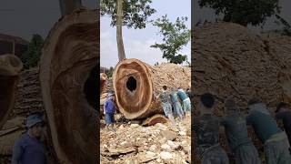 FINDING SPECIAL LARGE WOOD FROM PLANTATION FORESTS IN THE BAND SAW [upl. by Shirley]