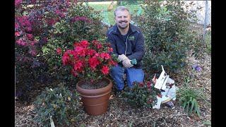 How to Fertilize Your Encore Azaleas [upl. by Naud667]