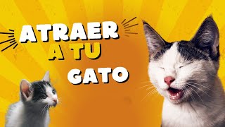 🐈 Maullido para Atraer a tu Gato o Perro Garantizado 🔊🔊🔊gatos [upl. by Middlesworth]