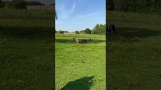 🐴 Shetland Ponies Small in Size Mighty in Spirit 🇳🇱 [upl. by Eelarual]