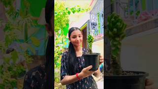 এতো ছোট কাঠগোলাপ গাছে ফুল চলে এসেছেhomegardenbengaliminivlog plants gardeninggardeningtips [upl. by Manda934]