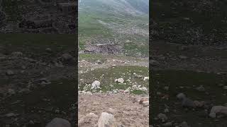 Stables n farms in mountains of pakistan [upl. by Slorac]