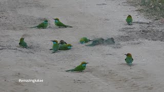 Kumana NP  005  Green Bee  eater [upl. by Rotman]