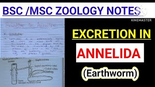 EXCRETION IN ANNELIDA EXCRETION IN EARTHWORM BSC zoology notes vbu skmu mjpru [upl. by Agna]