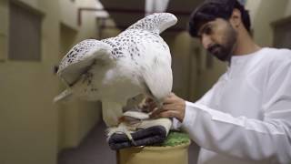 Imprinting with Al Kamda Falcons Part 3 [upl. by Eneja]