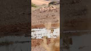 Sandgrouse hunting hunting viralvideo huntting sandgrouse [upl. by Eekorehc154]